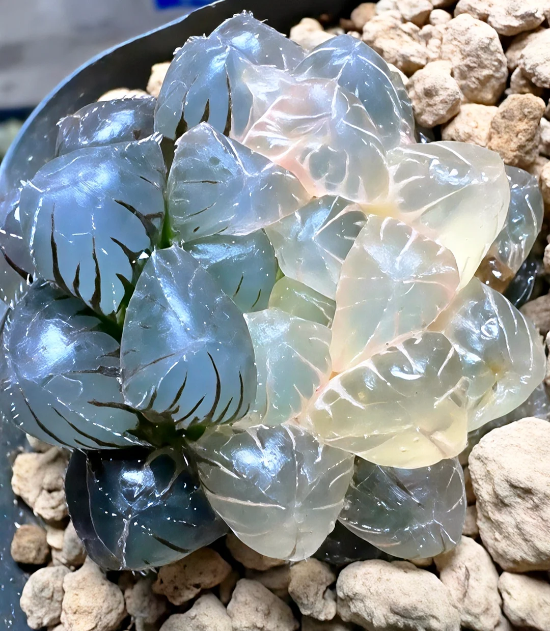 plant Aeonium Echeveria Haworthia  Caudex  Lithops Cactus  Agave 