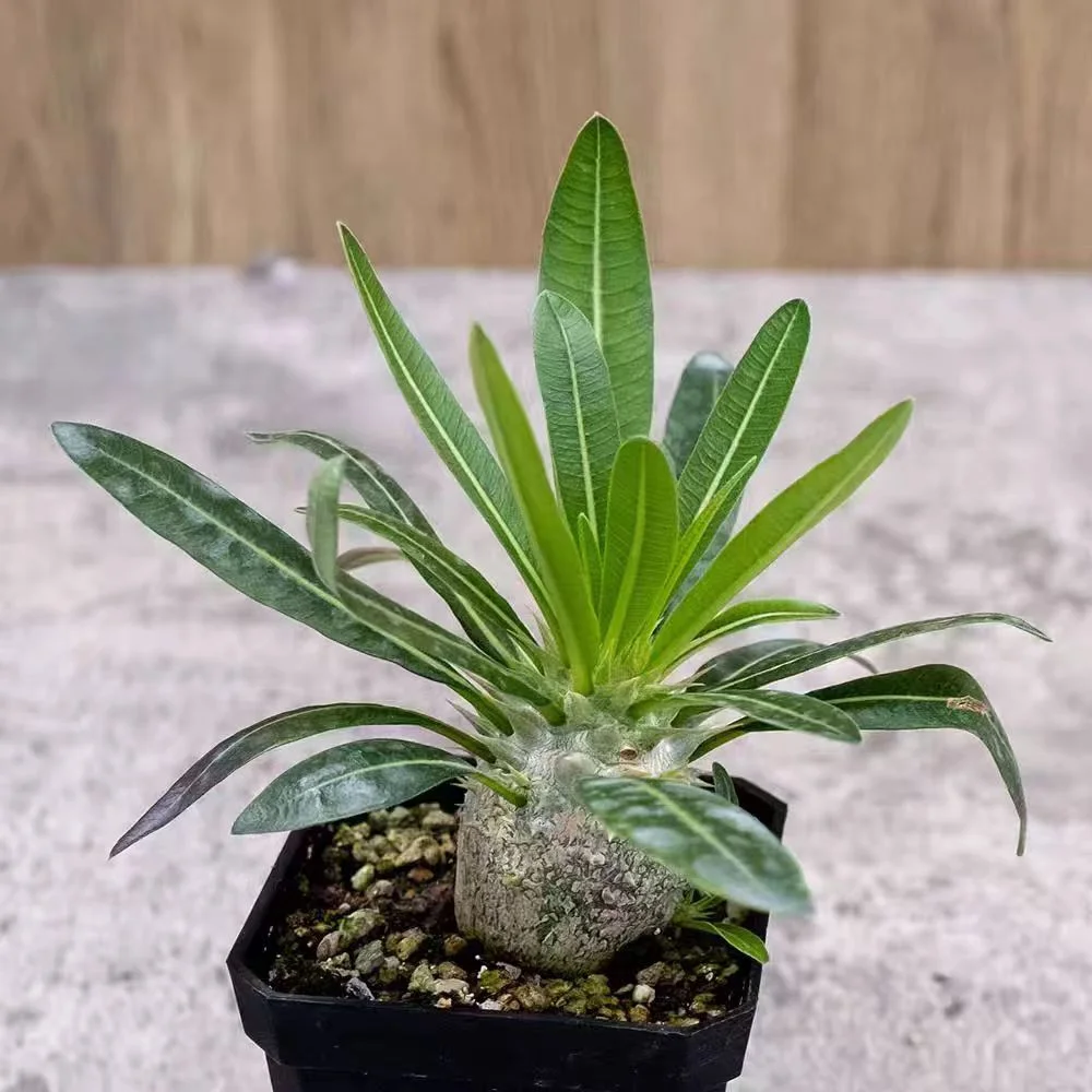 qqdhy1.Pachypodium densiflorum  7cmbasin / Caudex  / Succulent plants / Garden landscape / Carefully select healthy plants