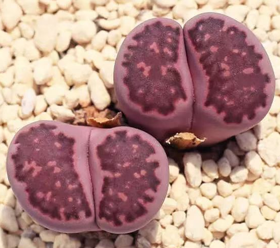 plant Aeonium Echeveria Haworthia  Caudex  Lithops Cactus  Agave 