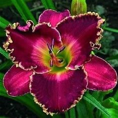 Daylily Hybrid Flowers Seed