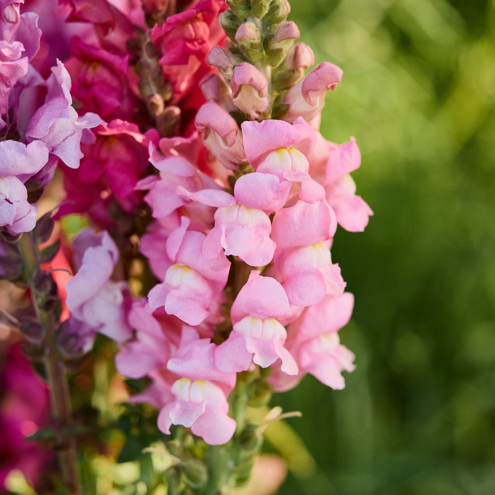 Snapdragon Costa Light Rose Flower | X 50 Seeds