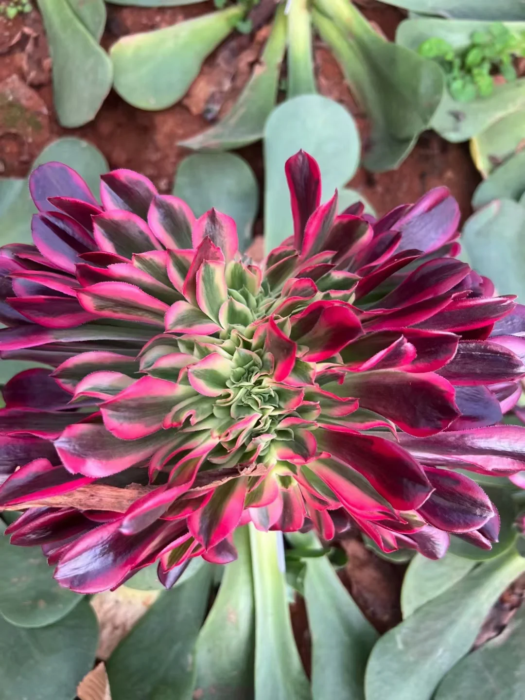 plant Aeonium Echeveria Haworthia  Caudex  Lithops Cactus  Agave 