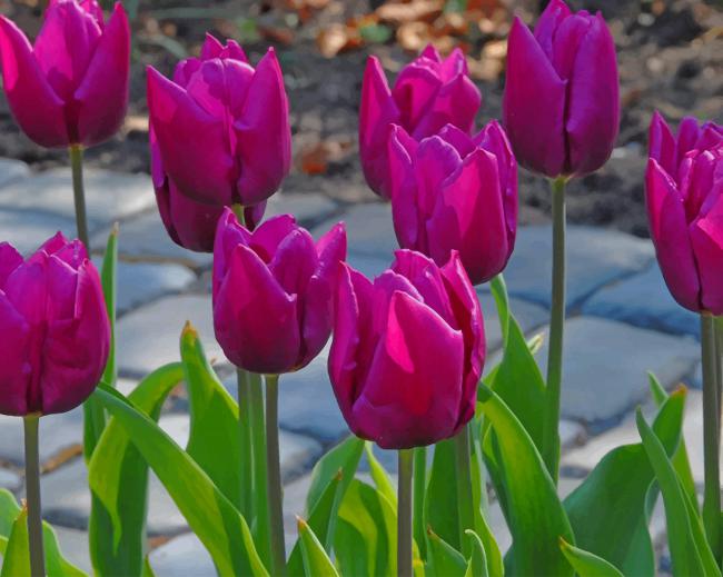 

Purple Tulips – Paint By Numbers - 40*50CM, 501 Original
