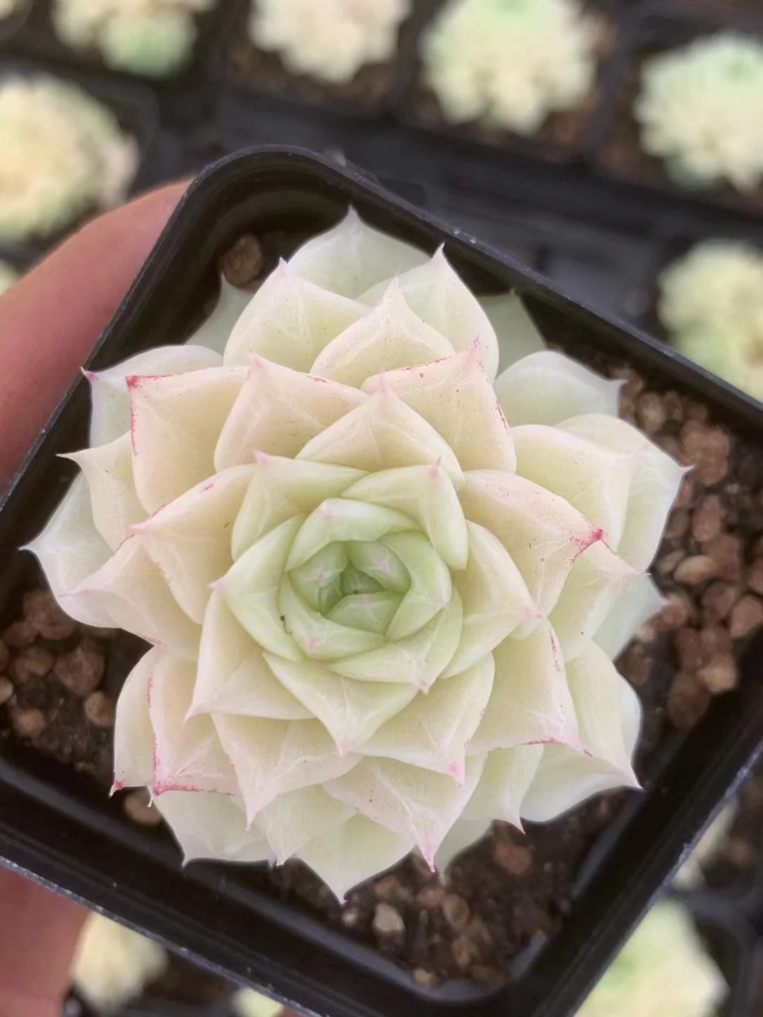 plant Aeonium Echeveria Haworthia  Caudex  Lithops Cactus  Agave 