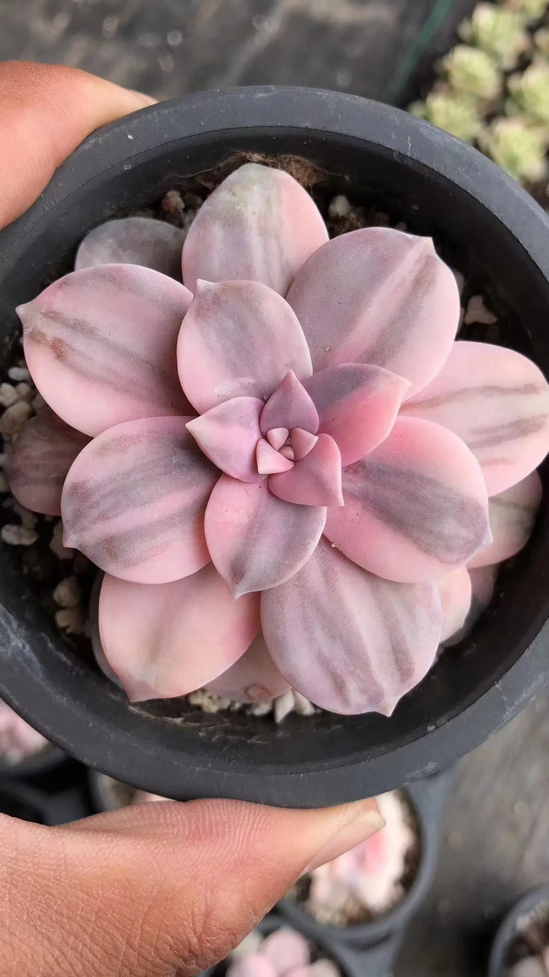 565. Echeveria  Graptopetalum Pentadrum Superbum variegate . single head  5-7cm/ Echeveria/Succulent plants / Garden landscape / Carefully select healthy plants