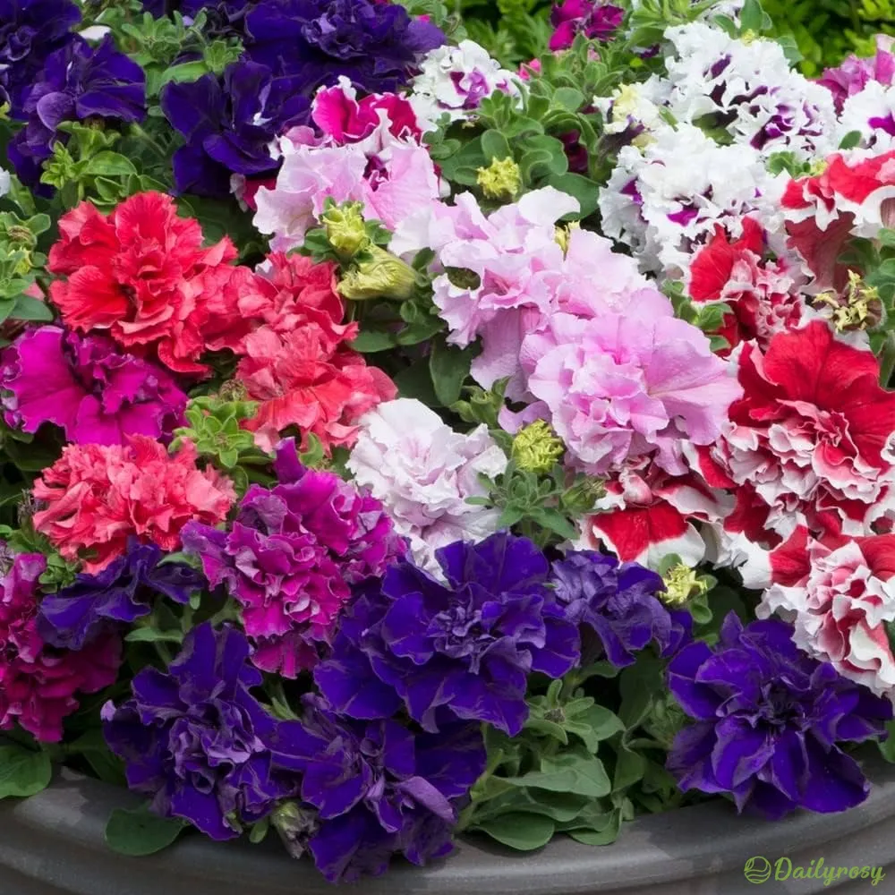 Double-Flowered Mixed Carnation Seeds