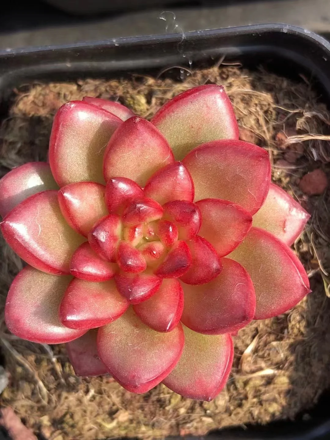 plant Aeonium Echeveria Haworthia  Caudex  Lithops Cactus  Agave 