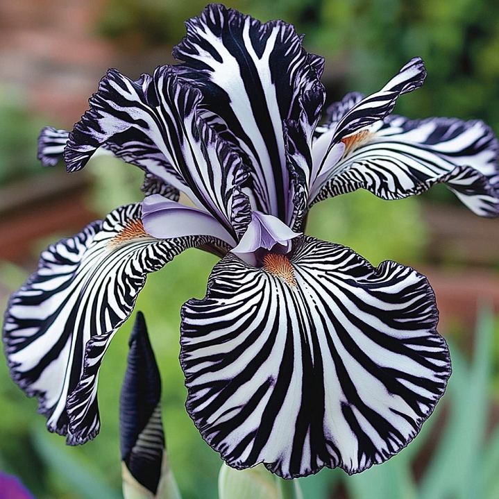 💐Zebra Stripes Iris (Iris Germanica) – A Bold, Striped Beauty