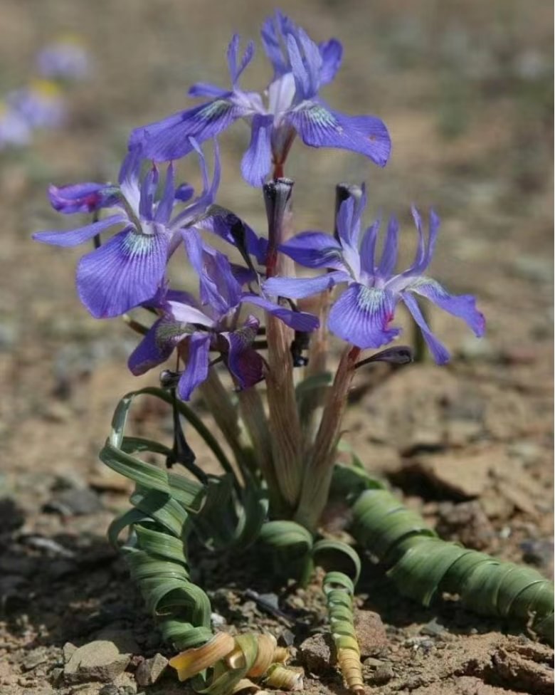814. Moraea pritzeliana   0.6-0.8cm / Caudex  / Succulent plants / Garden landscape / Carefully select healthy plants