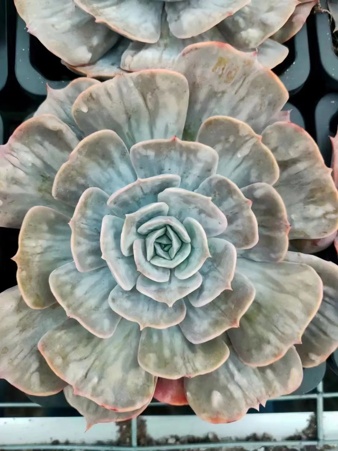 plant Aeonium Echeveria Haworthia  Caudex  Lithops Cactus  Agave 