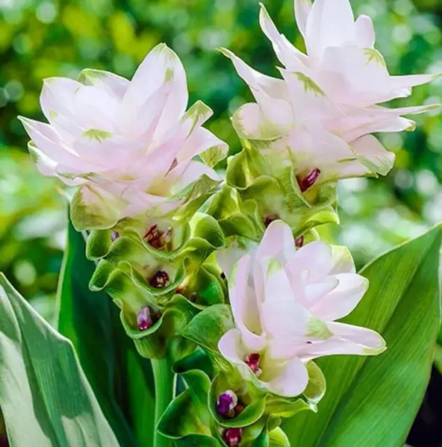 White Curcuma Flower Seeds Jonyparkseed®