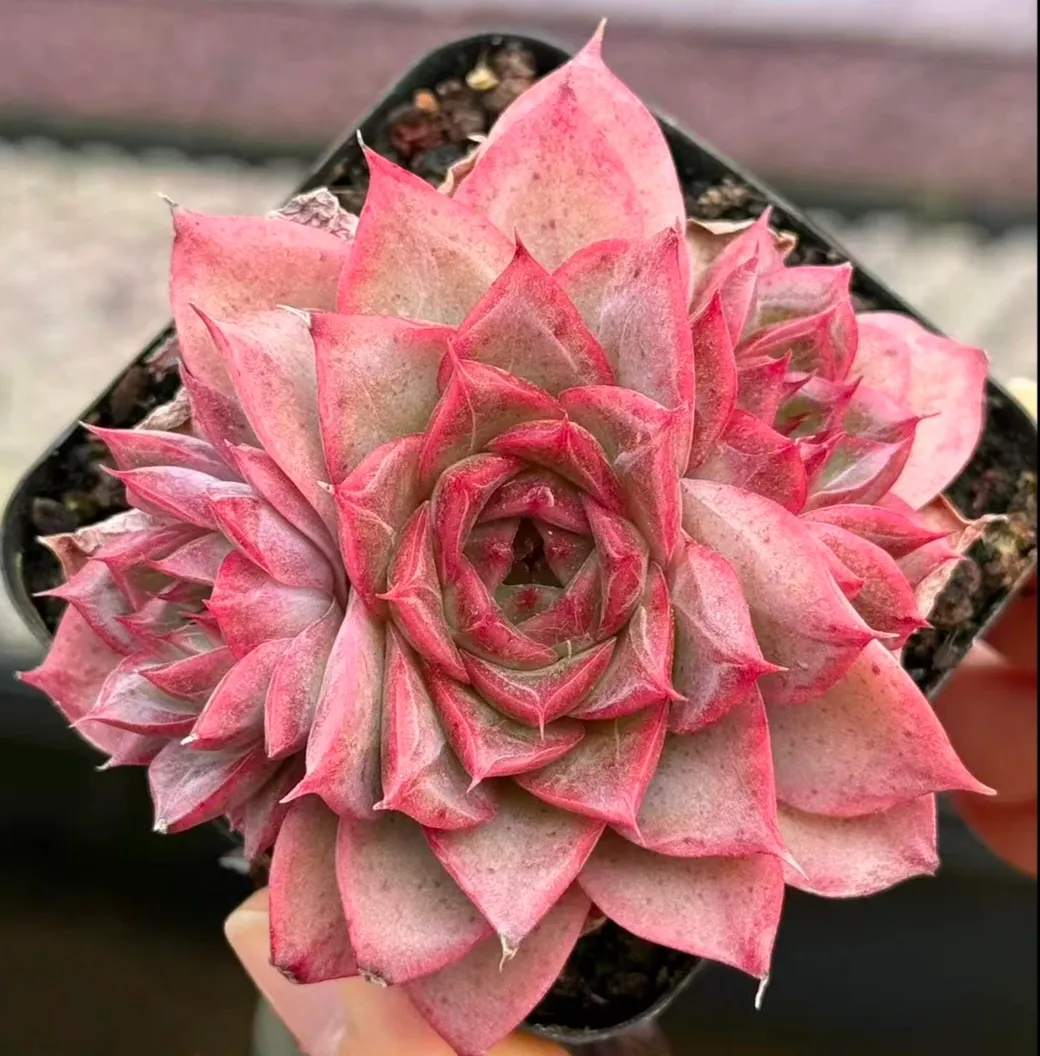 plant Aeonium Echeveria Haworthia  Caudex  Lithops Cactus  Agave 