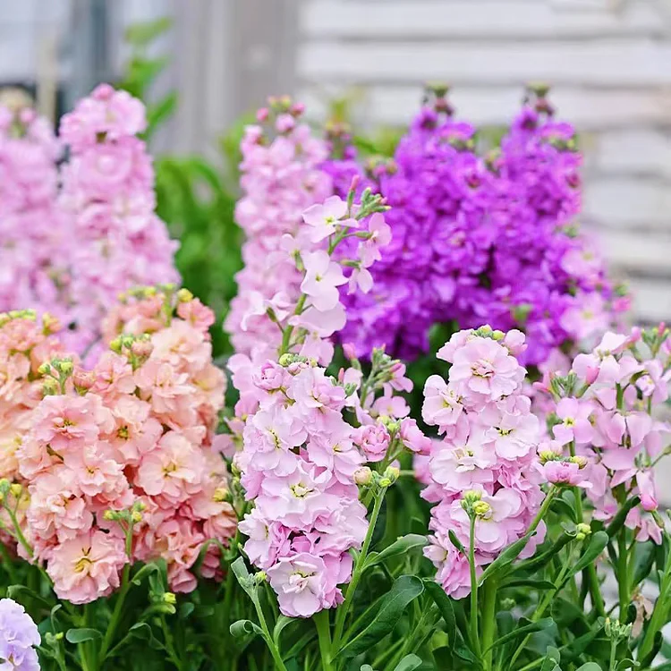 💐Double-Petaled Stock - Eternal Love