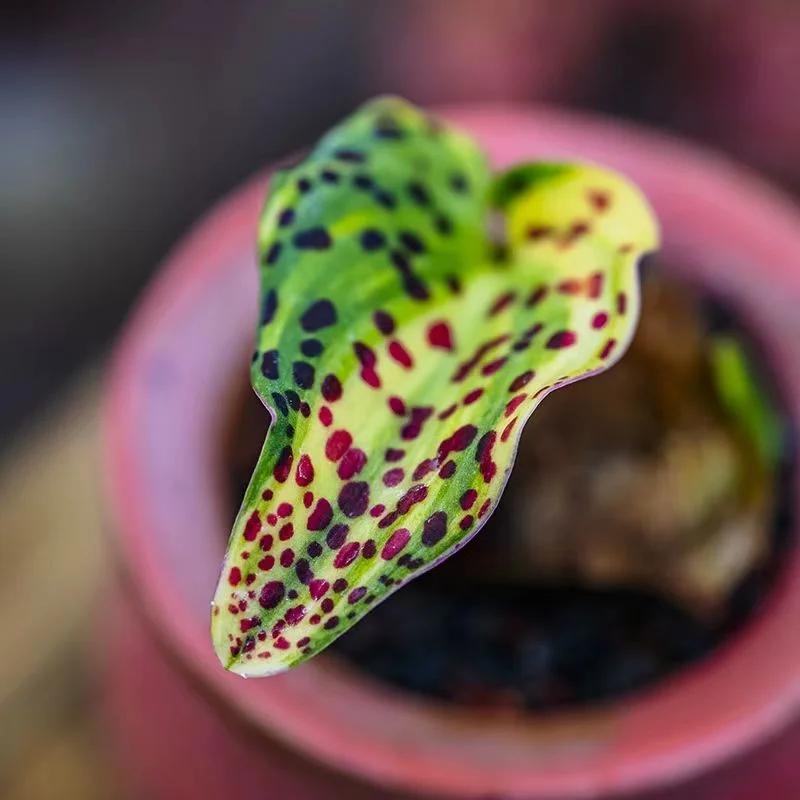 plant Aeonium Echeveria Haworthia  Caudex  Lithops Cactus  Agave 