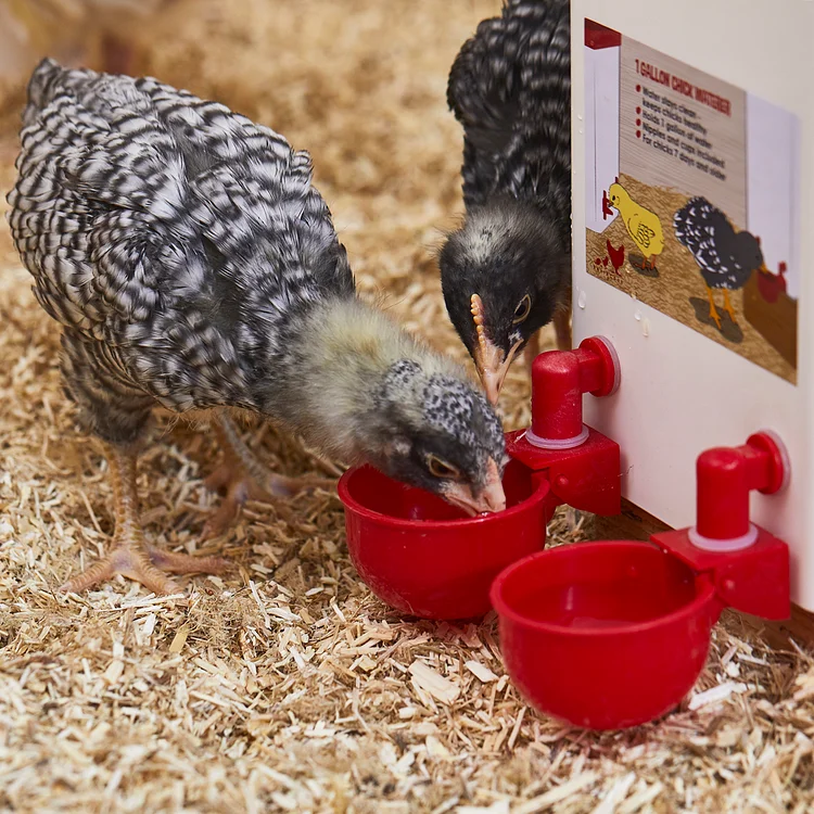 Automatic Chicken Water Cup Bird Coop