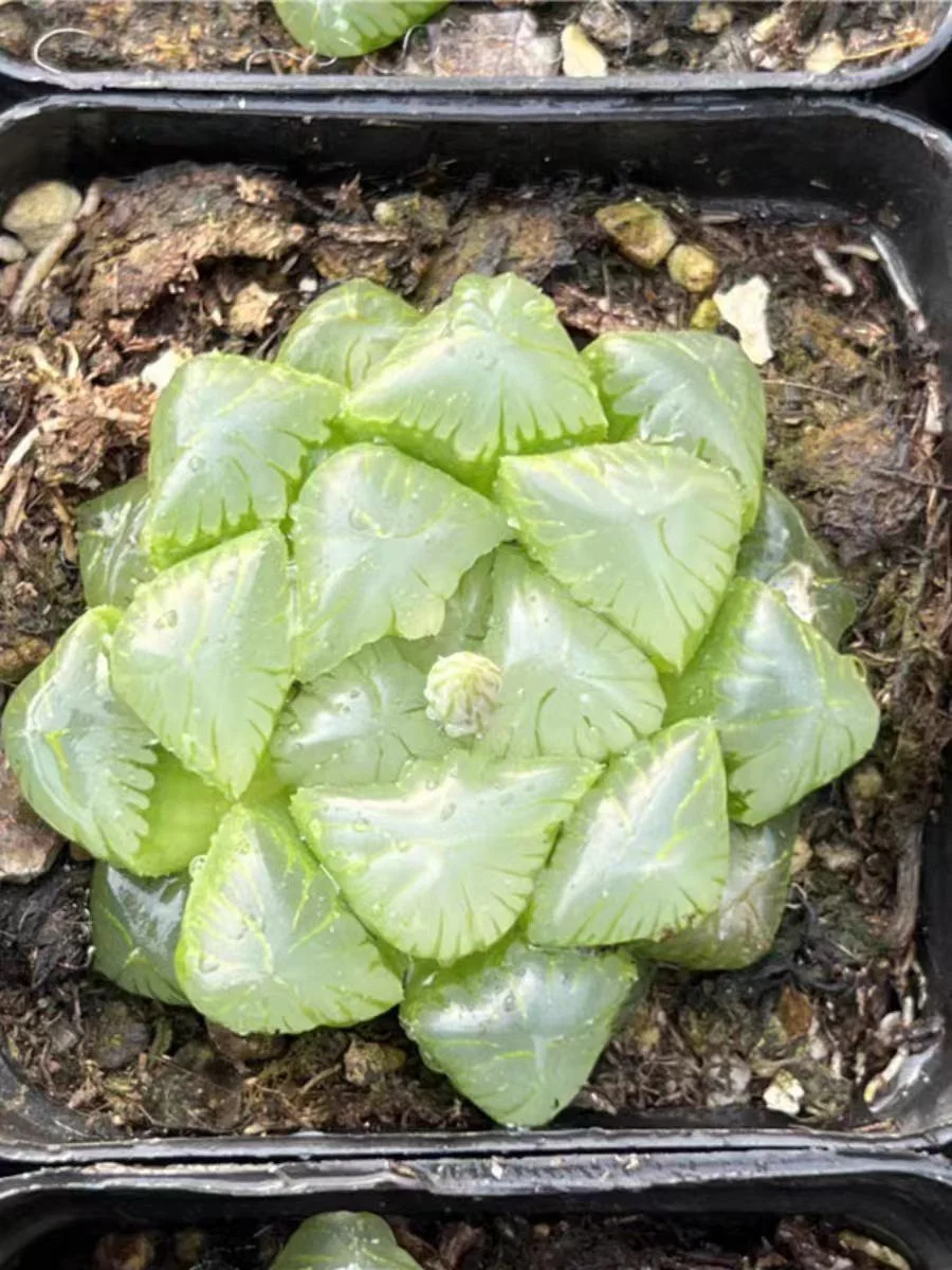 bjbm12.Haworthia cooperi  Amber 4-5cm/ Haworthia/ Succulent plants / Garden landscape / Carefully select healthy plants