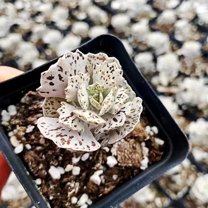 plant Aeonium Echeveria Haworthia  Caudex  Lithops Cactus  Agave 