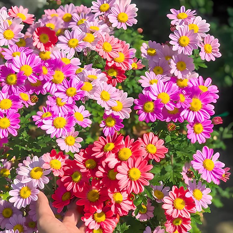 🌼Pest Killer: Pyrethrum Daisy Seeds