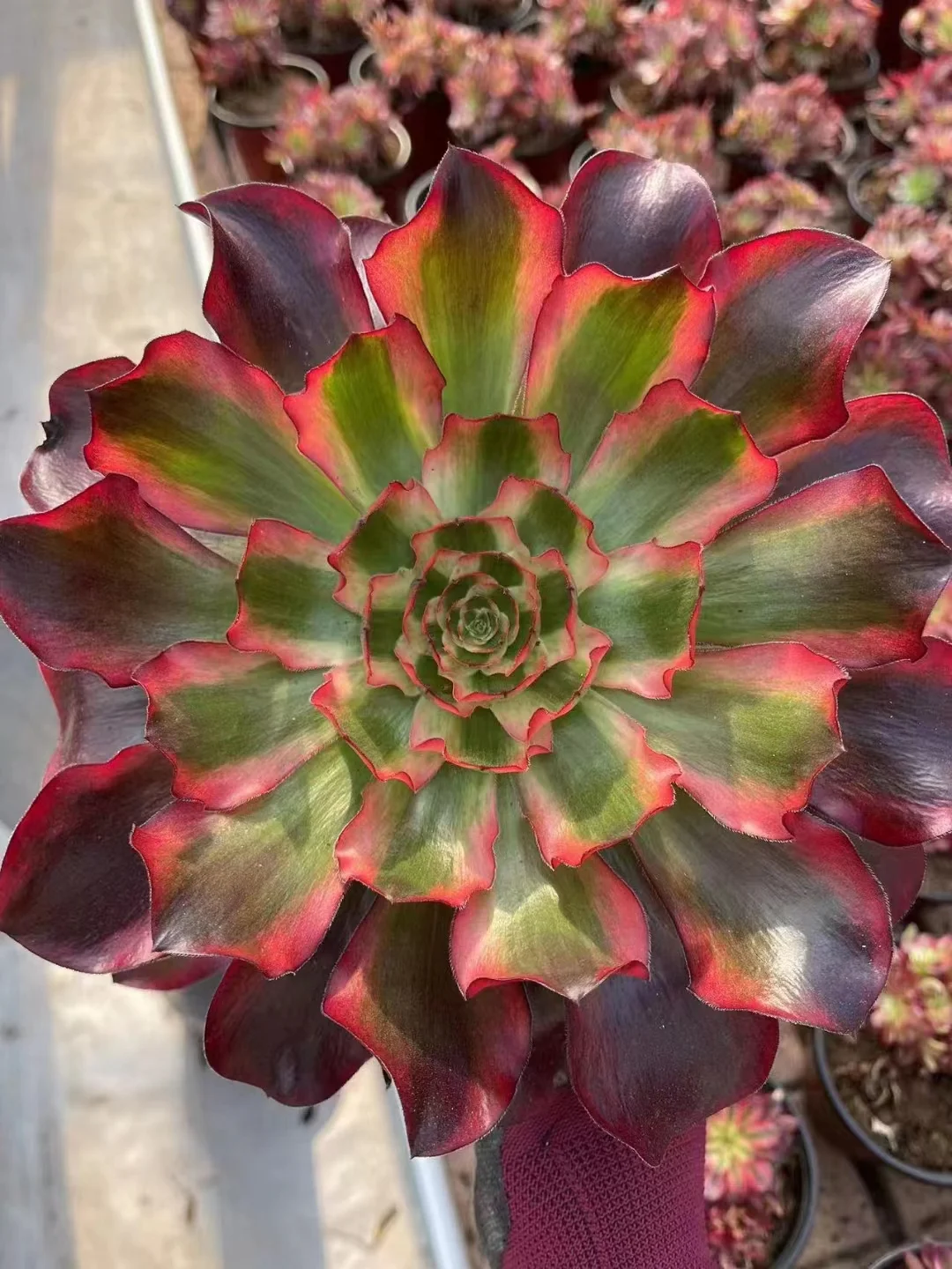 plant Aeonium Echeveria Haworthia  Caudex  Lithops Cactus  Agave 