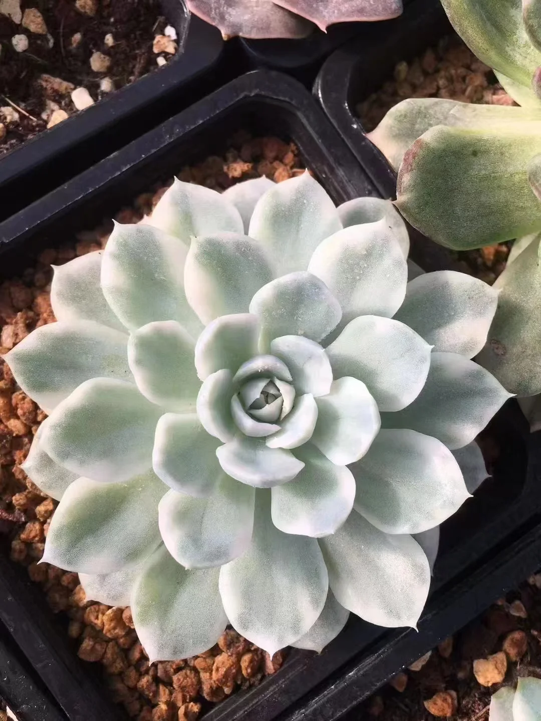 759.  Snowball variation  single head 4-5cm / Echeveria / Succulent plants / Garden landscape / Carefully select healthy plants