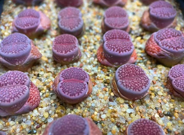 plant Aeonium Echeveria Haworthia  Caudex  Lithops Cactus  Agave 