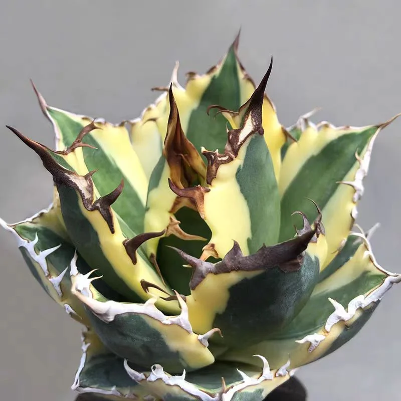999.Agave Titanota naggle Tooth 3-4cm/Agave plants / Succulent plants / Garden landscape / Carefully select healthy plants