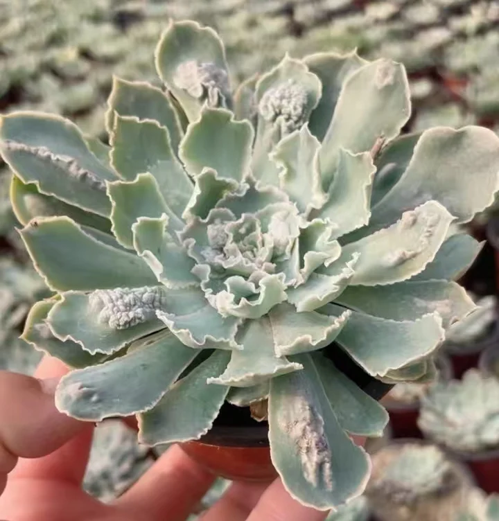 plant Aeonium Echeveria Haworthia  Caudex  Lithops Cactus  Agave 