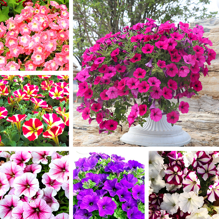 Petunias Seeds- Mixed Color - Goundcover