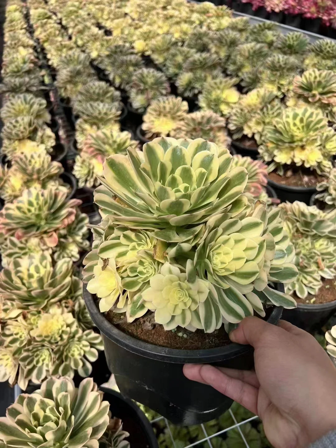 plant Aeonium Echeveria Haworthia  Caudex  Lithops Cactus  Agave 