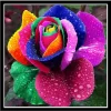 Colorful roses | Full Round Diamond Painting Kits