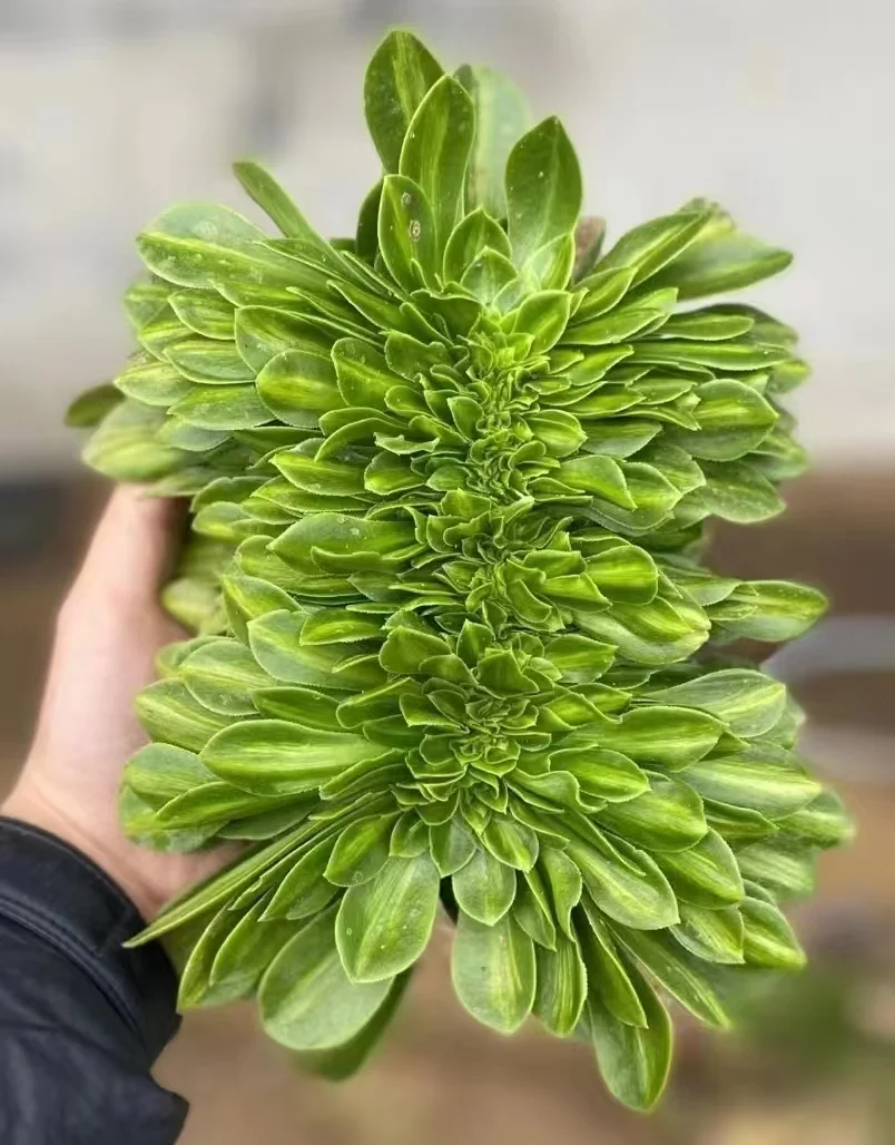 383. Maybach variation crested cutting 6cm/ Aeonium crested/Aeonium plants/ Succulent plants / Garden landscape / Carefully select healthy plants