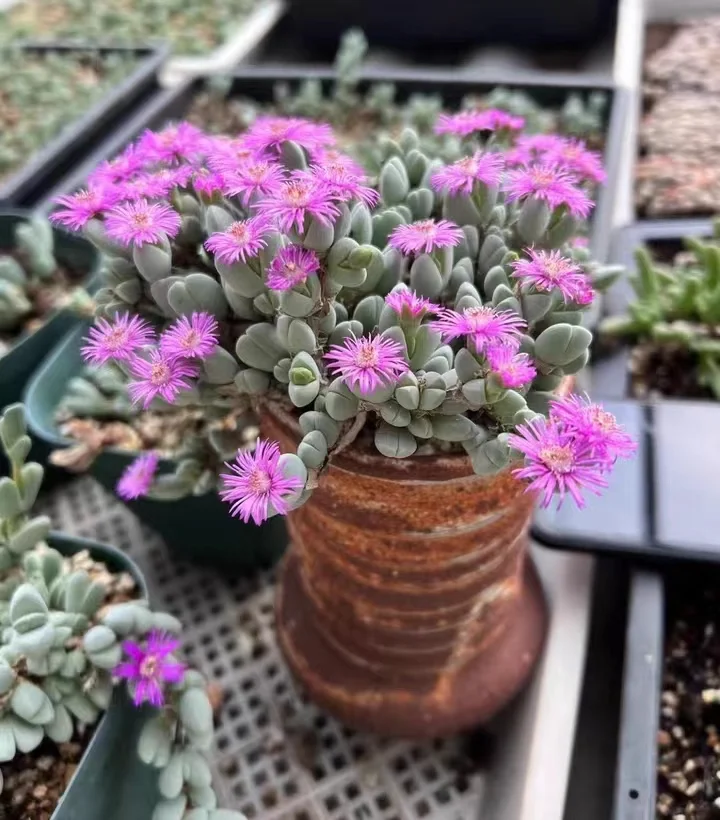 859.  Shrimp forceps 4-6 heads cluster / Lithops and Conophytum  /  Succulent plants / Garden landscape / Carefully select healthy plants