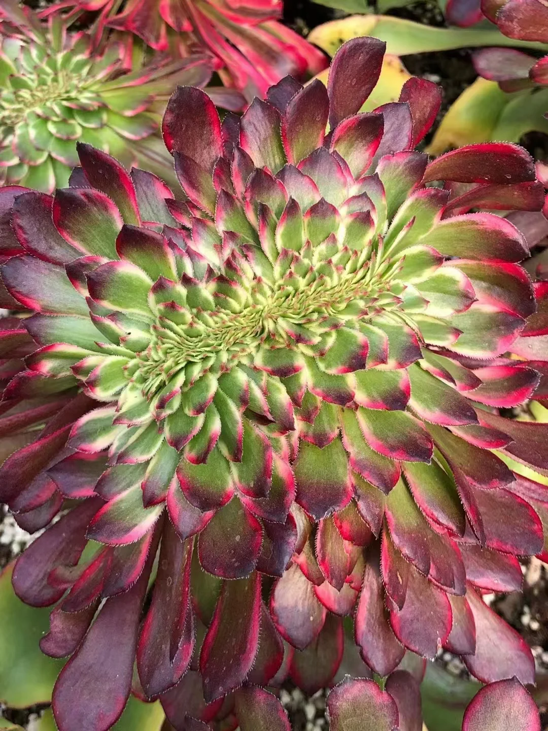 plant Aeonium Echeveria Haworthia  Caudex  Lithops Cactus  Agave 