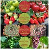5M Flower Plant Phyto Growth Lamp 2835 SMD for Plants Hydroponics Growing System