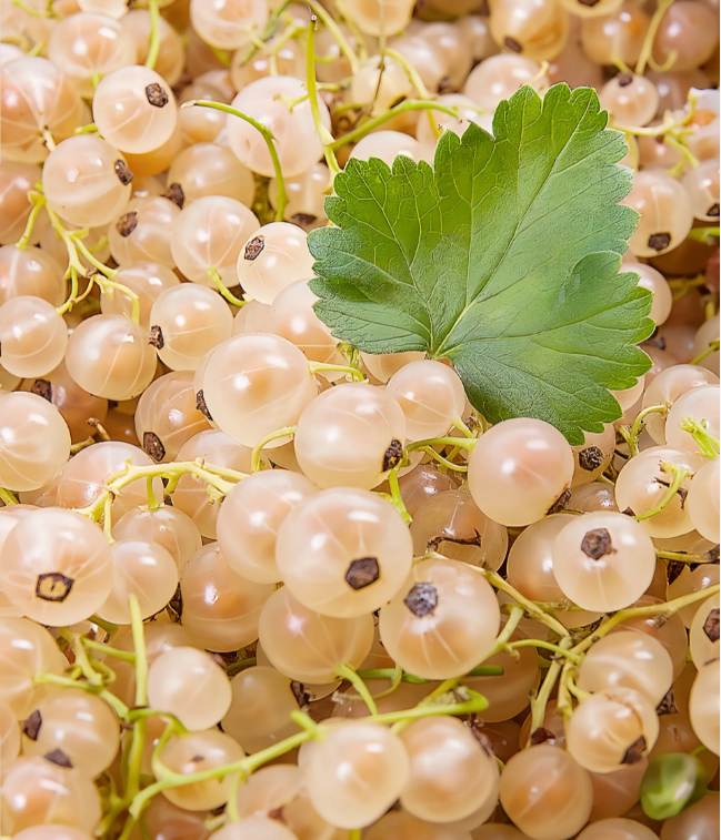 画材 Gooseberry Multicolor Gooseberry Seeds