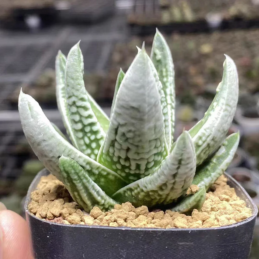 fd5.Haworthia Pumila cv. Emperor milk 6cm/ Haworthia / Succulent plants / Garden landscape / Carefully select healthy plants