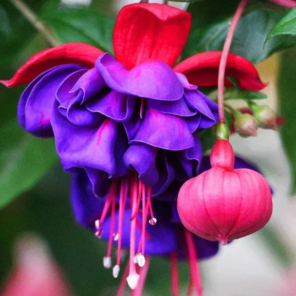 Hanging Bell Begonia Flower Seeds-Various colors available
