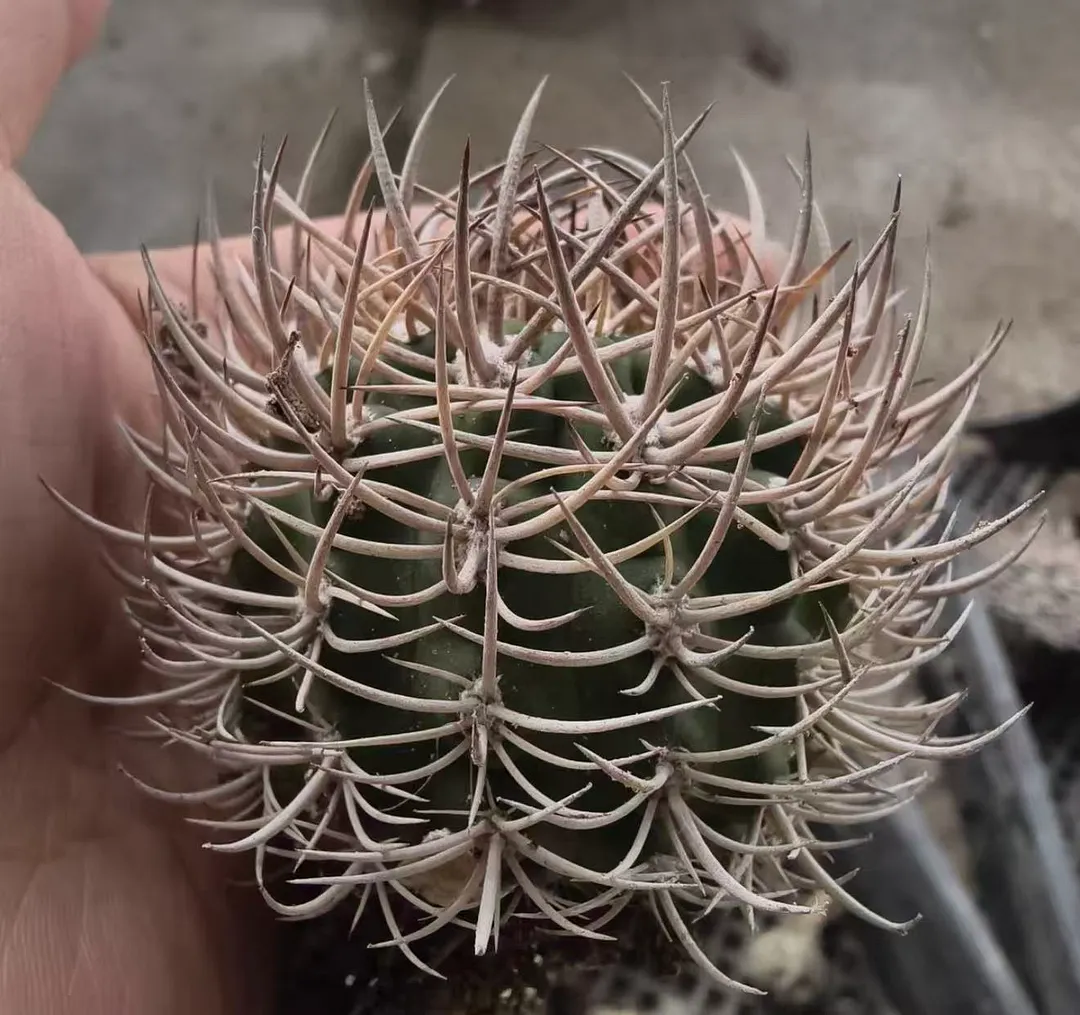 plant Aeonium Echeveria Haworthia  Caudex  Lithops Cactus  Agave 