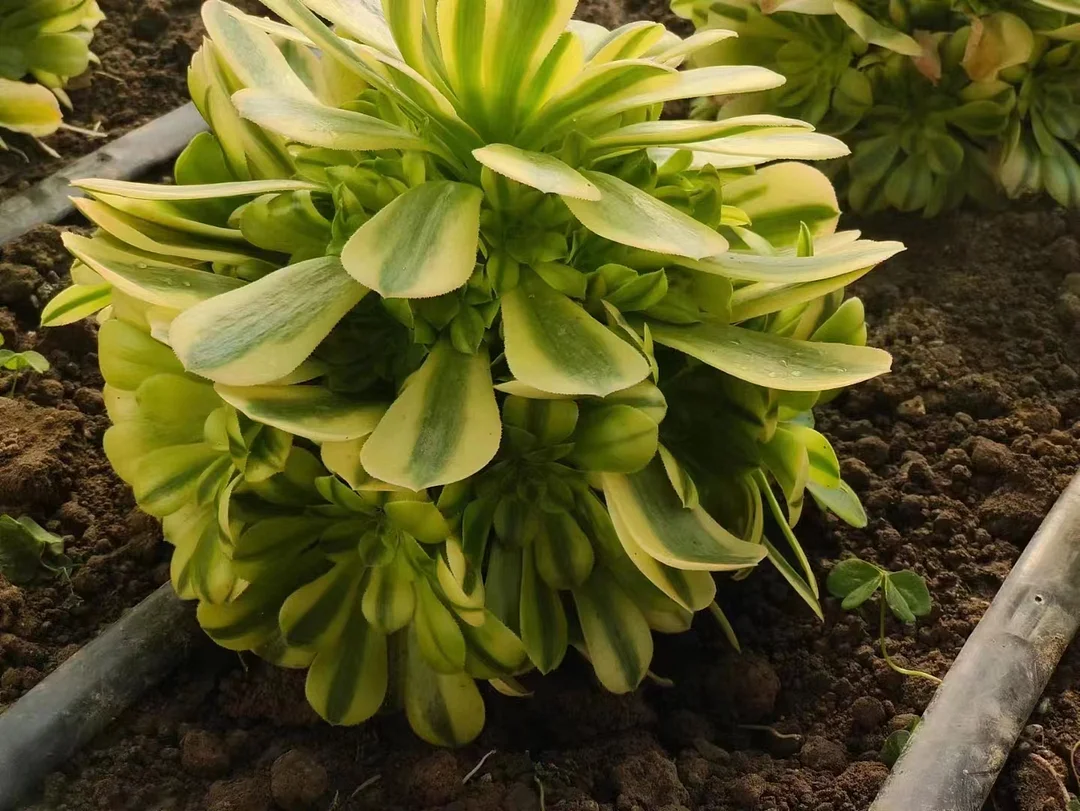 plant Aeonium Echeveria Haworthia  Caudex  Lithops Cactus  Agave 