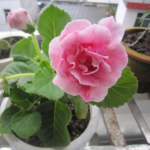 Gloxinia Seeds, Sinningia Speciosa 50pcs/pack Jonyparkseed®
