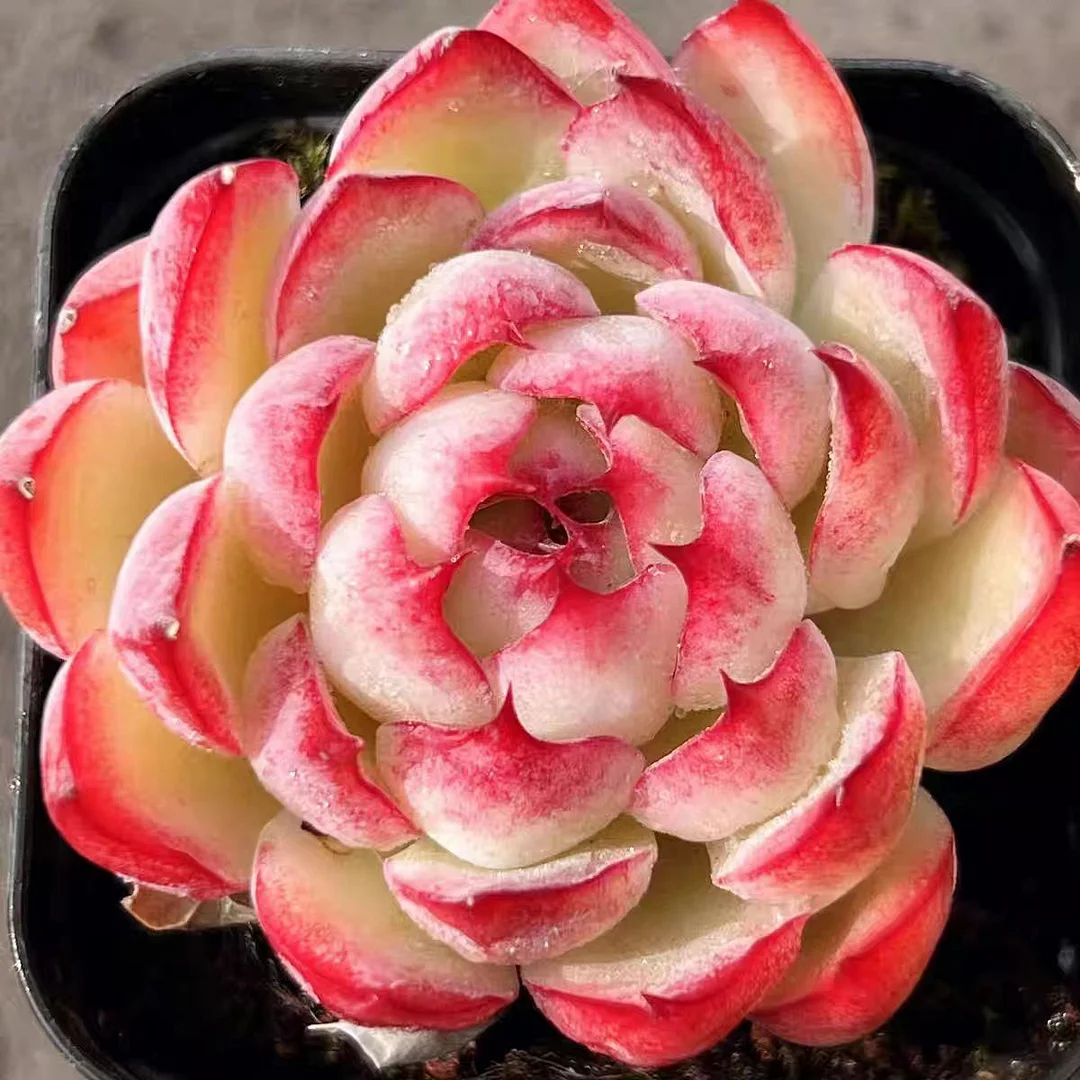 517. Echeveria  Soul Summoning Fairy.single head 4-5cm / Echeveria/ Succulent plants / Garden landscape / Carefully select healthy plants