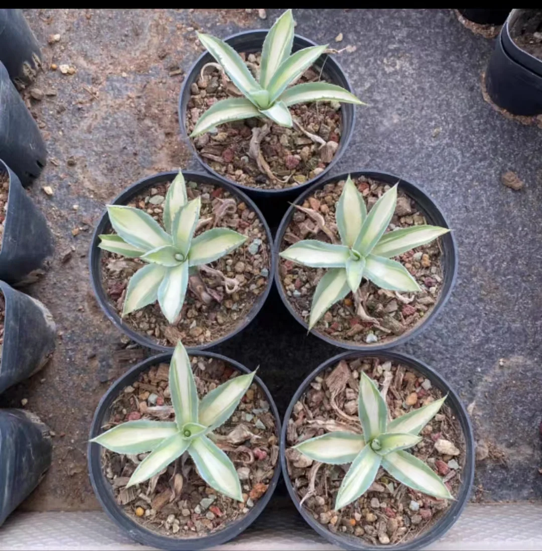 1075.Agave potatorum Kichijokan mediopicta 5pcs 8cm /Agave plants / Succulent plants / Garden landscape / Carefully select healthy plants