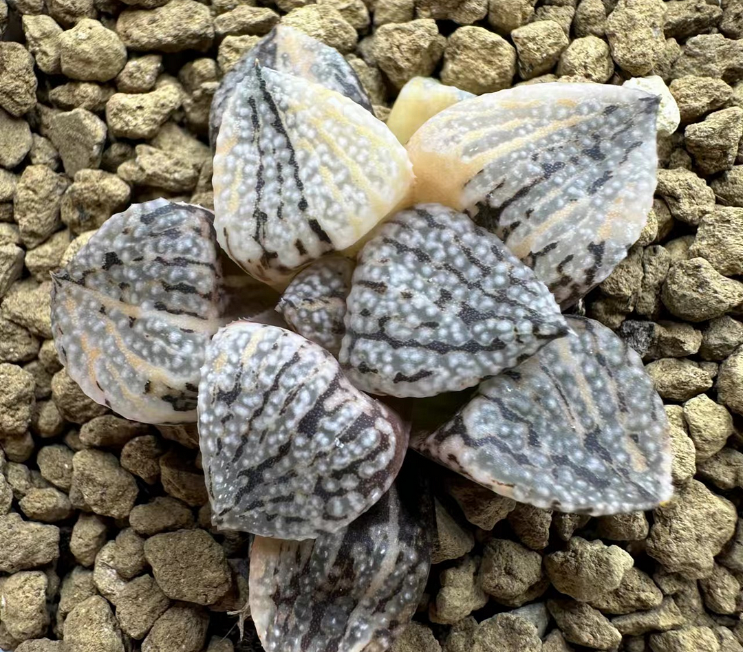 1014.Haworthia picta Variegated 5cm/ Haworthia/ Succulent plants / Garden landscape / Carefully select healthy plants