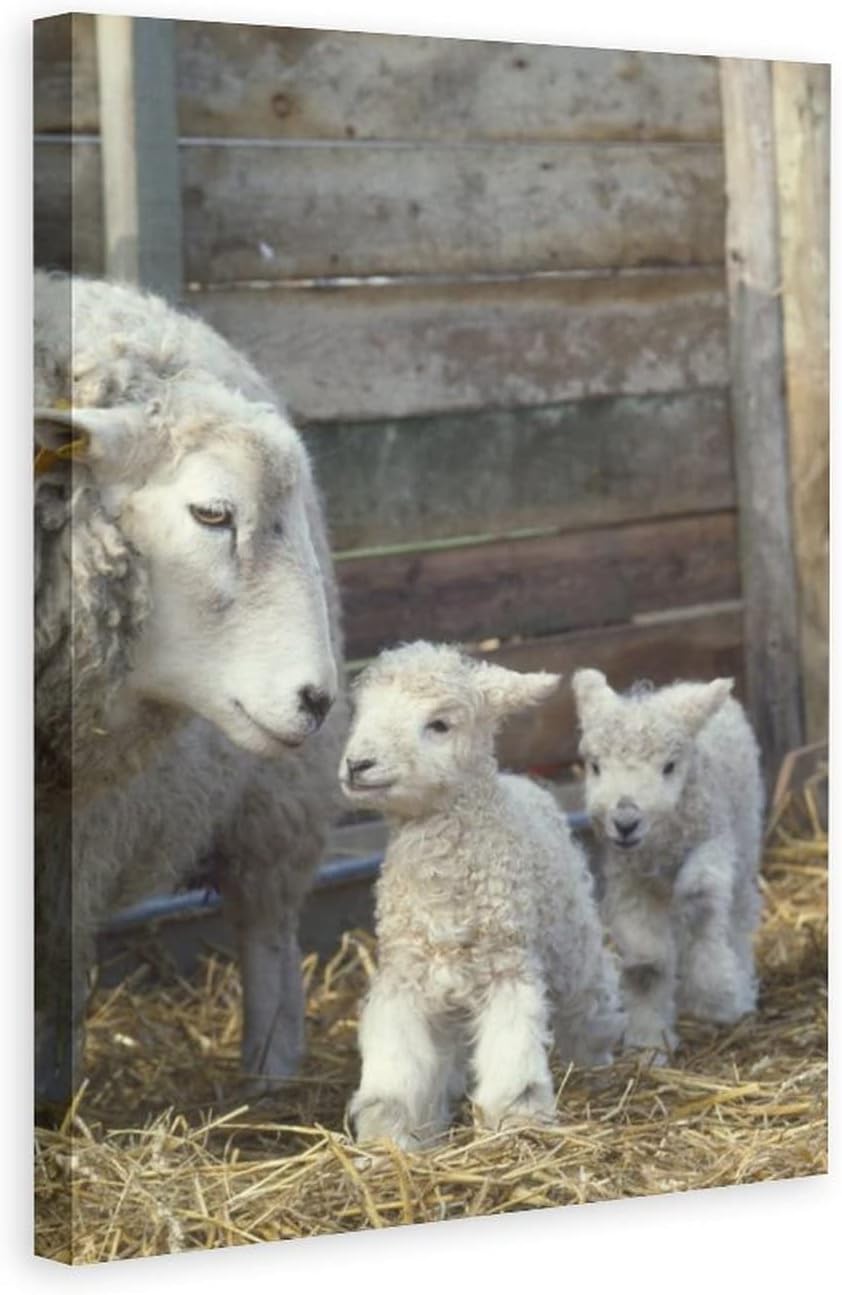 Sheep And Lambs For Farm Decorations Canvas Poster Bedroom Decor Sports Landscape Office Room Decor Gift,Canvas Poster Wall Art Decor Print Picture Paintings for Living Room Bedroom Decoration 12x18in 12x18inchs(30x45cm)