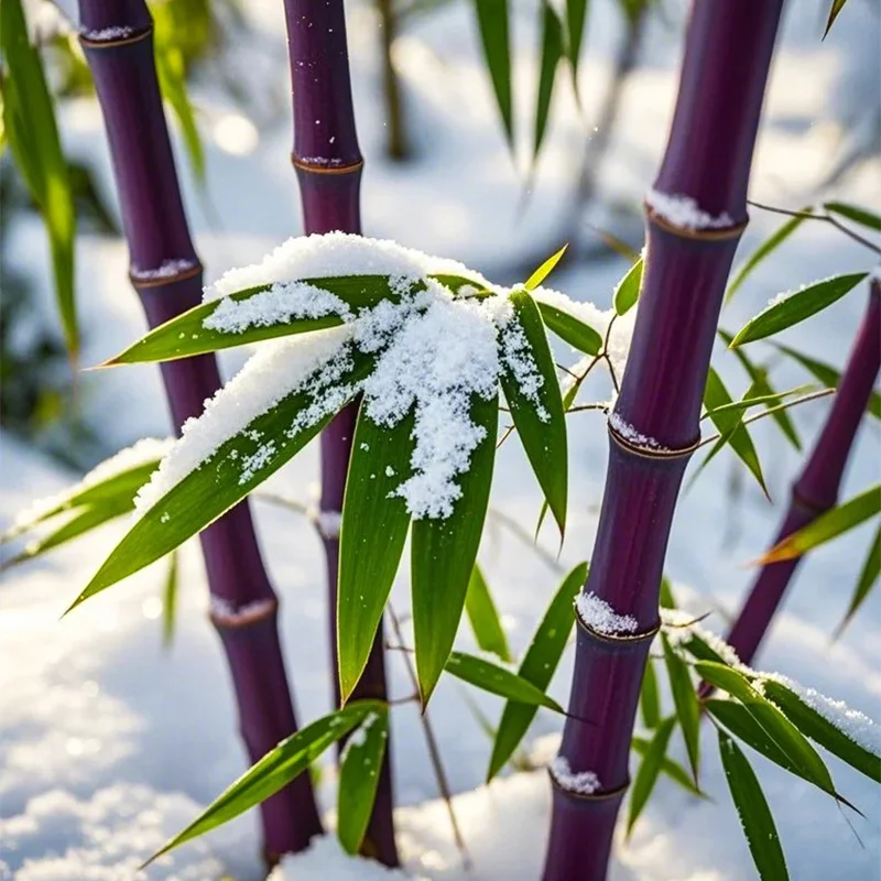 🎋RARE Purple Bamboo