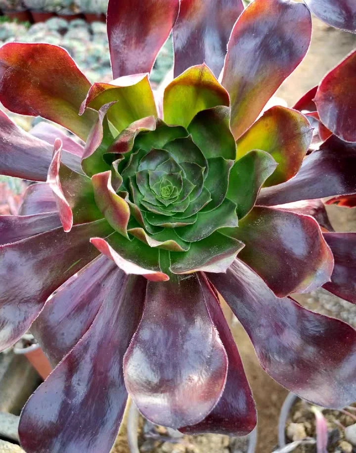 plant Aeonium Echeveria Haworthia  Caudex  Lithops Cactus  Agave 