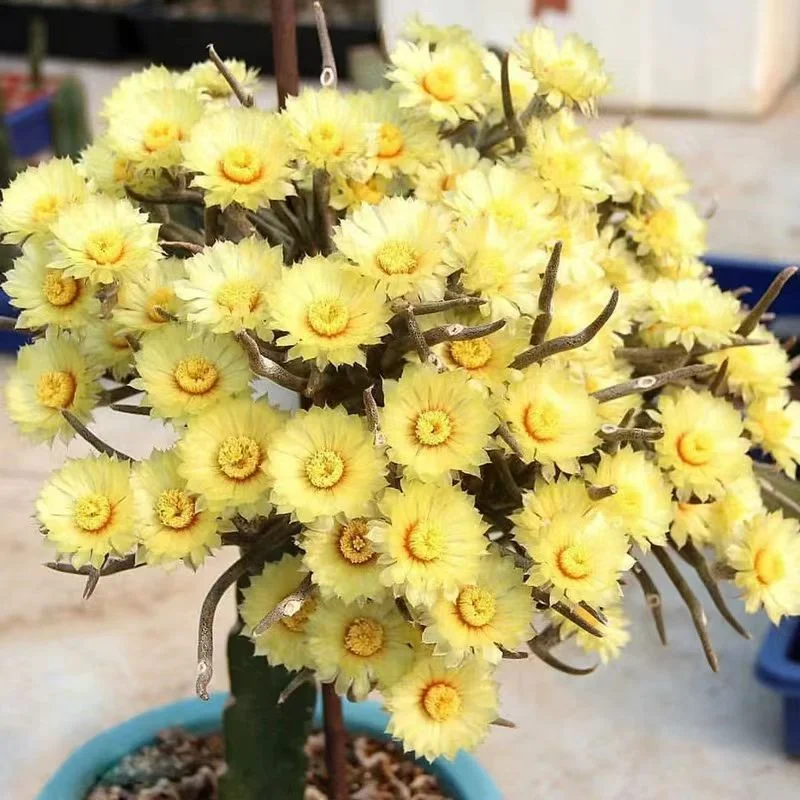 824.  Astrophytum caput-medusae / Caudex  / Succulent plants / Garden landscape / Carefully select healthy plants