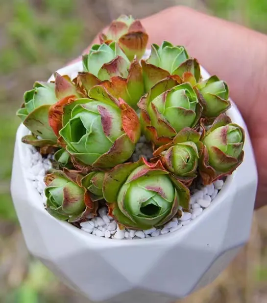 plant Aeonium Echeveria Haworthia  Caudex  Lithops Cactus  Agave 