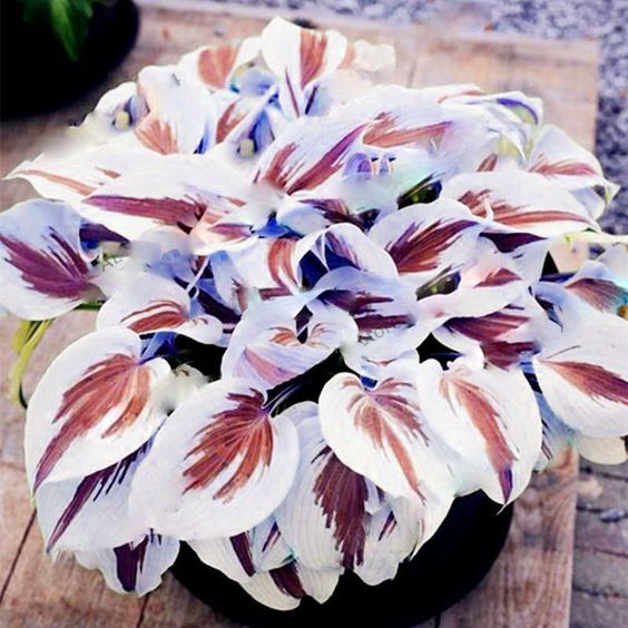 Rare Multi-colored Hostas Seeds