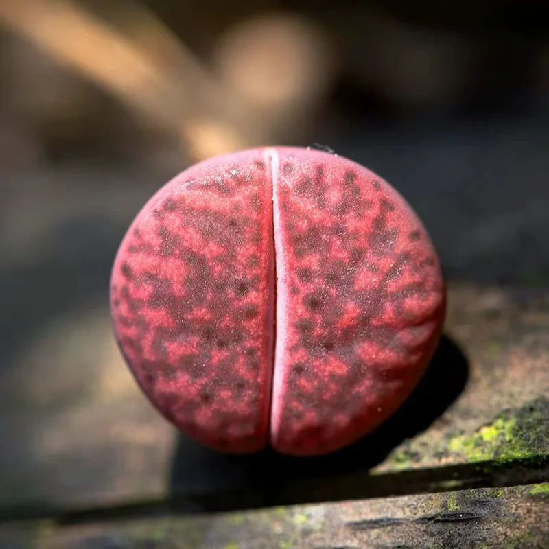 plant Aeonium Echeveria Haworthia  Caudex  Lithops Cactus  Agave 